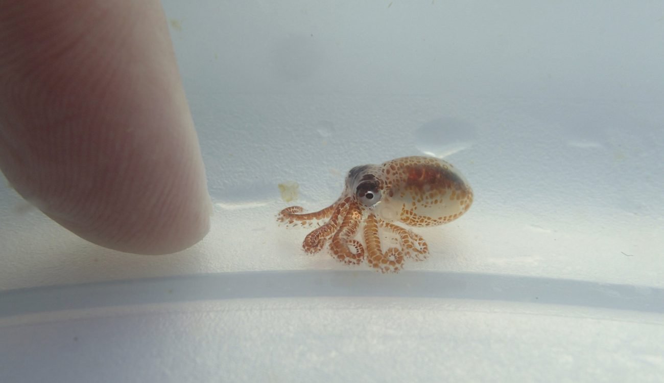 小章鱼杀手提醒有关污染海洋
