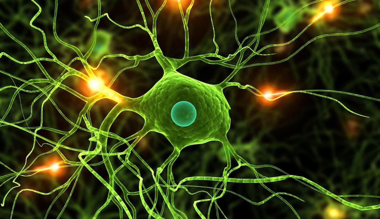 Un nuovo studio dimostra che le cellule nervose est vengono ripristinati