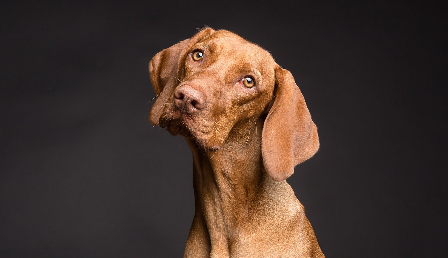 Computertomographie bewiesen, dass Hunde die menschliche Sprache wirklich verstehen