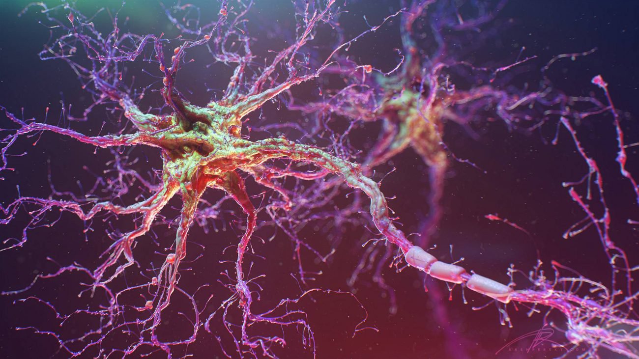 The researchers grew neural network from human stem cells