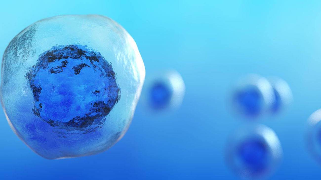 Entdeckt Strukturen, die mehr regenerative Potential als die Stammzellen