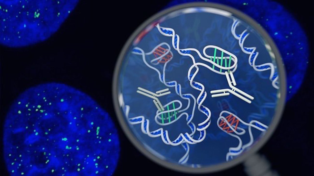 Valide varlığı yeni bir yapı DNA insan hücreleri