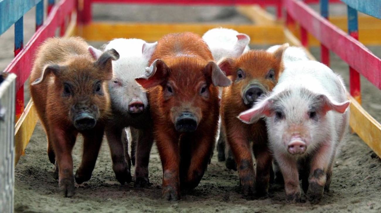 वैज्ञानिकों तैयार कर रहे हैं प्रत्यारोपण के लिए सुअर त्वचा पुस्र्ष