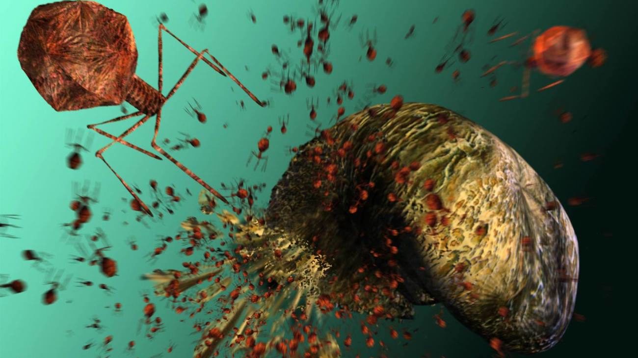 «Bugs» les virus se sont révélés efficaces des tueurs de bactéries