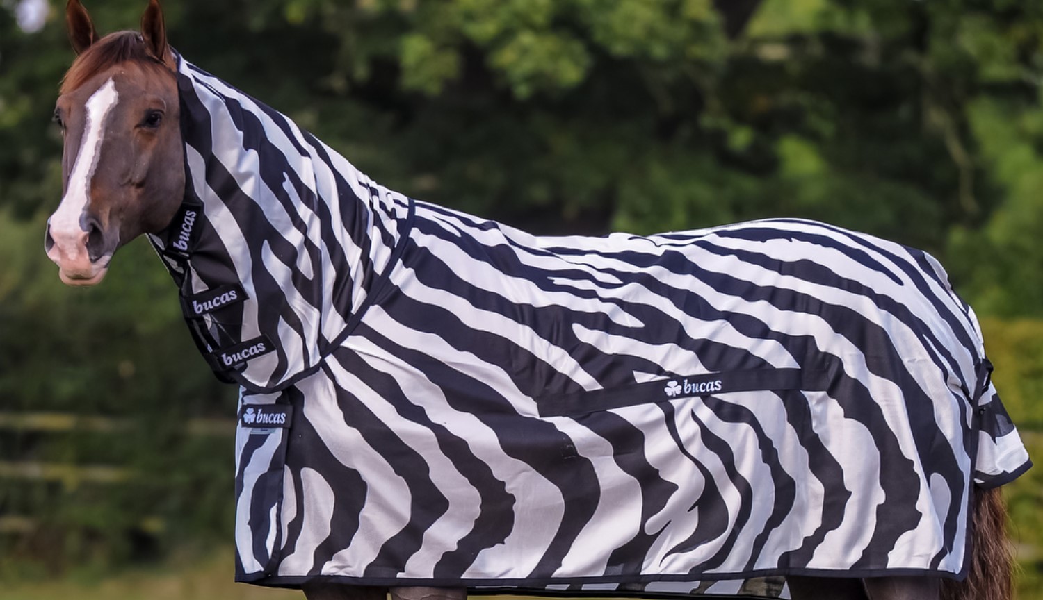 Varför forskare sätta på en Zebra och en kostym på en normal häst? I vetenskapens namn!