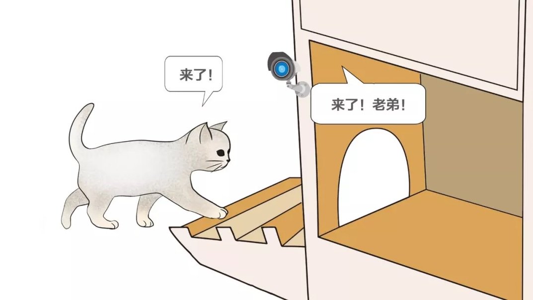 中国ではスマート避難所でのホームレス猫