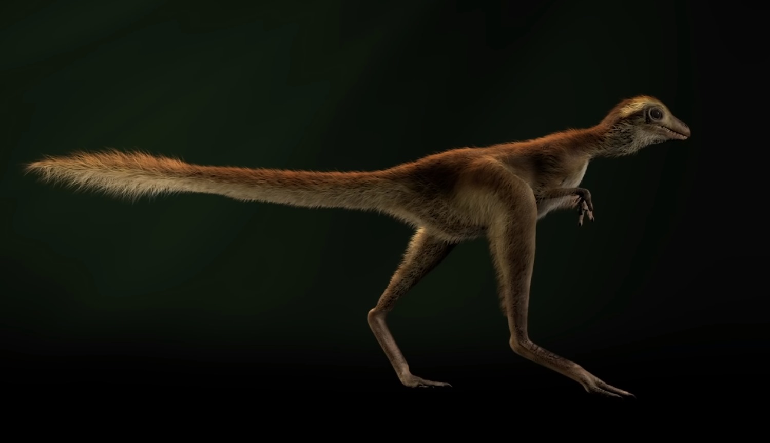#video | How tyrannosaurs looked like, if they were actually covered with feathers?