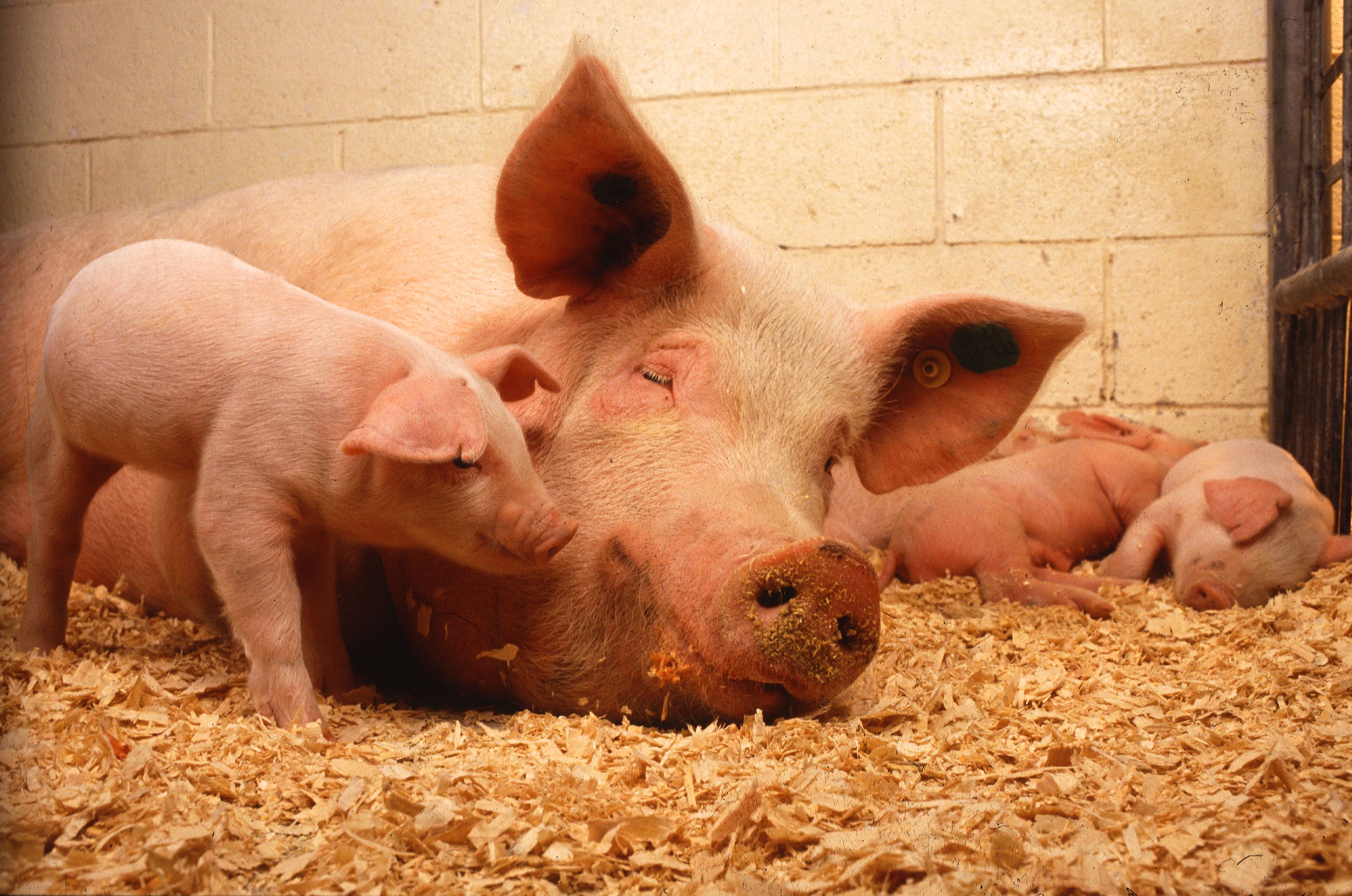 增长的人体器官在猪。 有什么可以去错误的吗？
