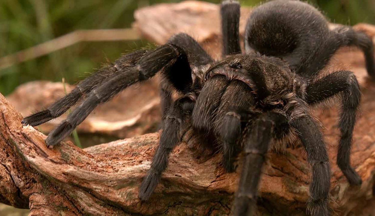 #Video | Dev örümcekler kendilerini ölüm nedeni, birçok hayvan