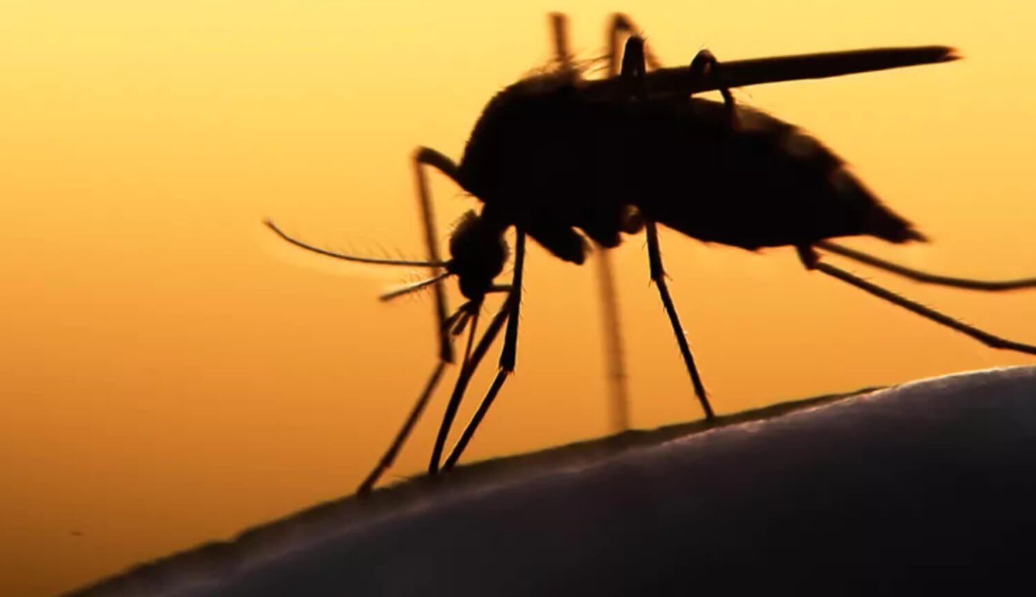 유전자 변형된 균을 죽일 수 있습 99%는 말라리아의 모기