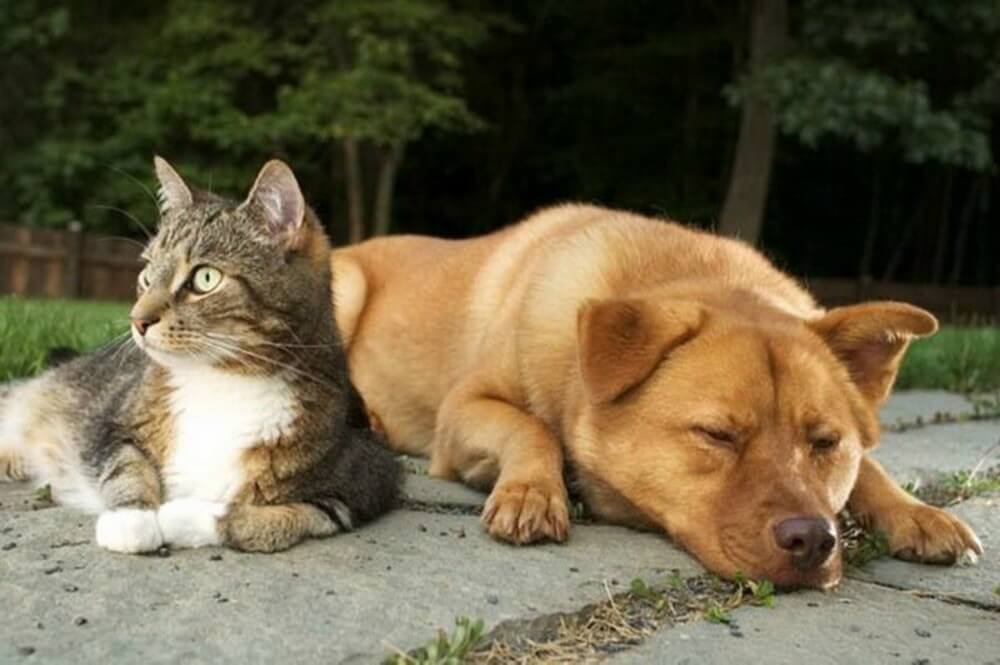 Kto jest mądrzejszy — kota lub psa?