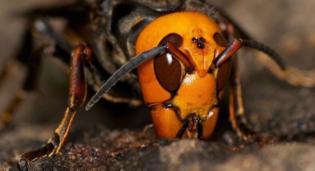 En büyük eşek arısı dünyada. Nerede yaşıyor ve daha tehlikeli
