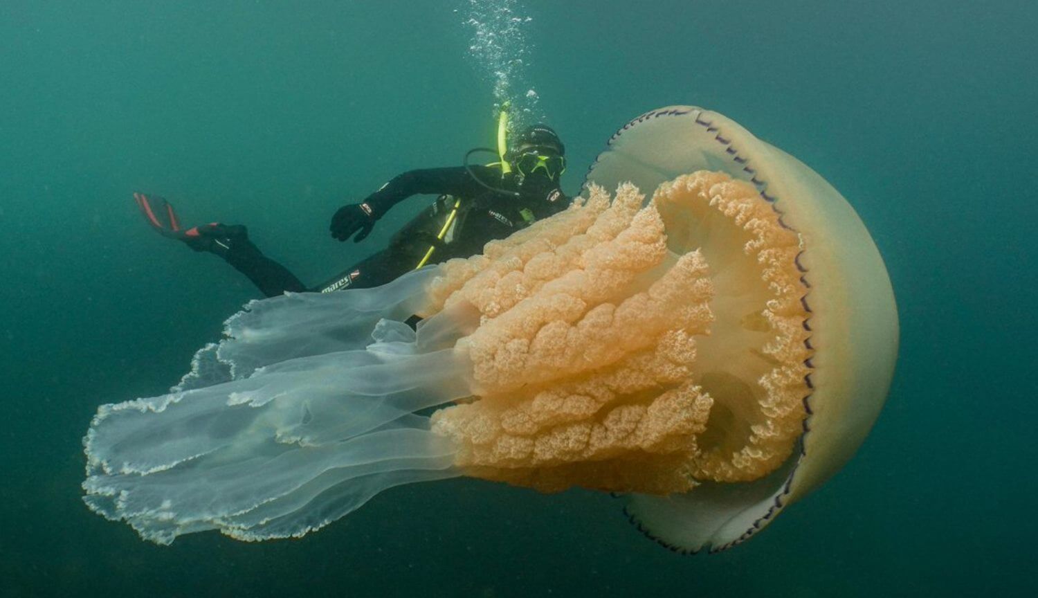 #video | In the UK found the giant jellyfish the size of a man