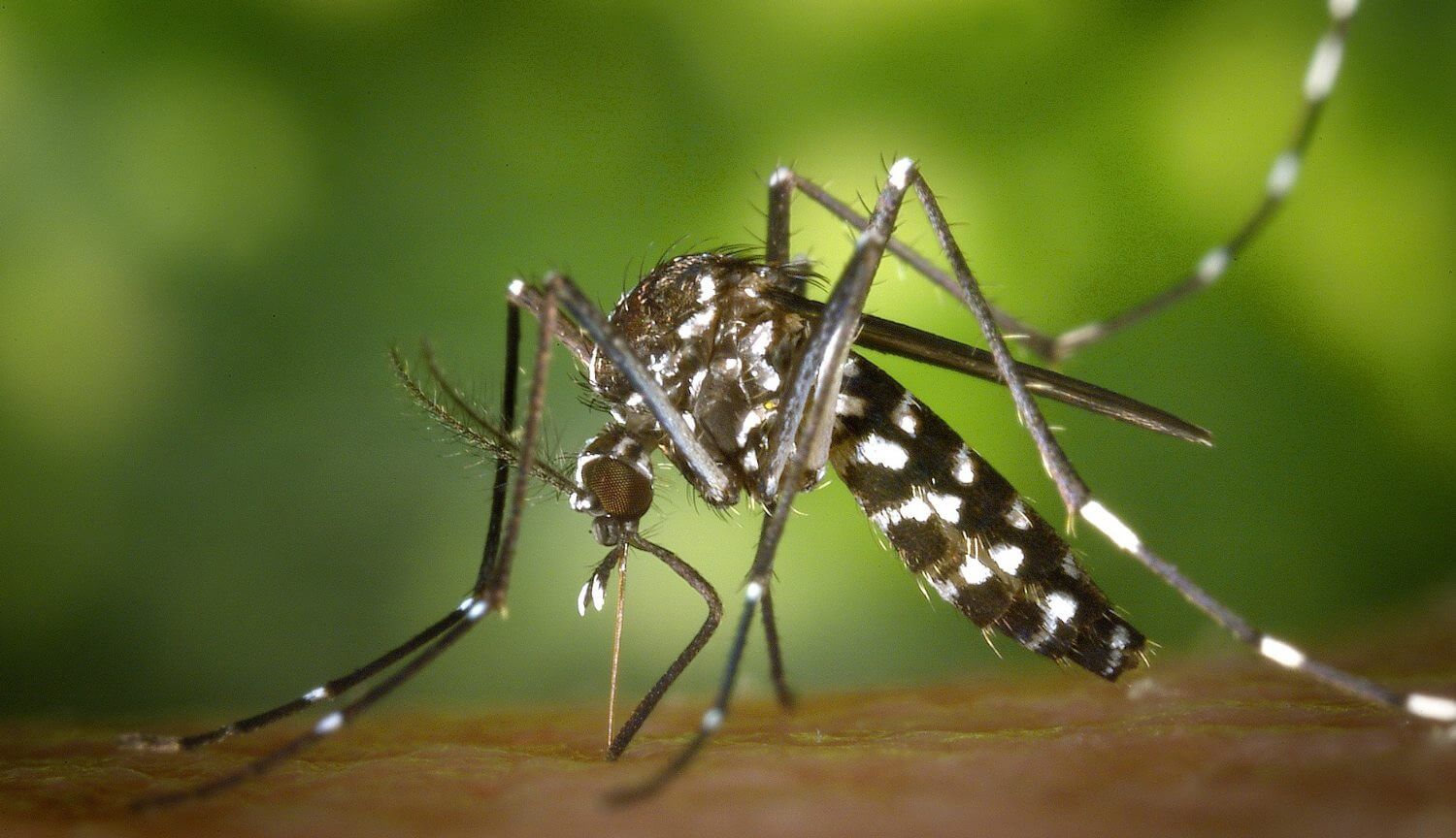 Radiation and biological weapons destroyed mosquitoes in China