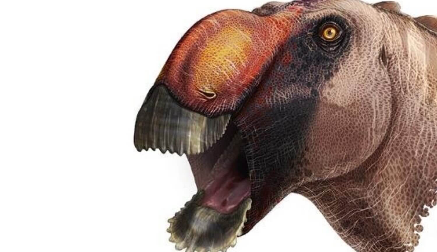 Les scientifiques ont découvert un nouveau dinosaure. Il ressemble à un canard