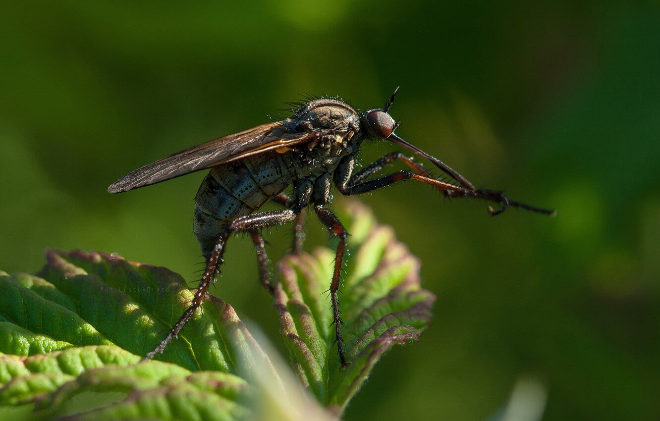 Can li sinek ısırığı iltihabı yol açar ve beyin ölümü?