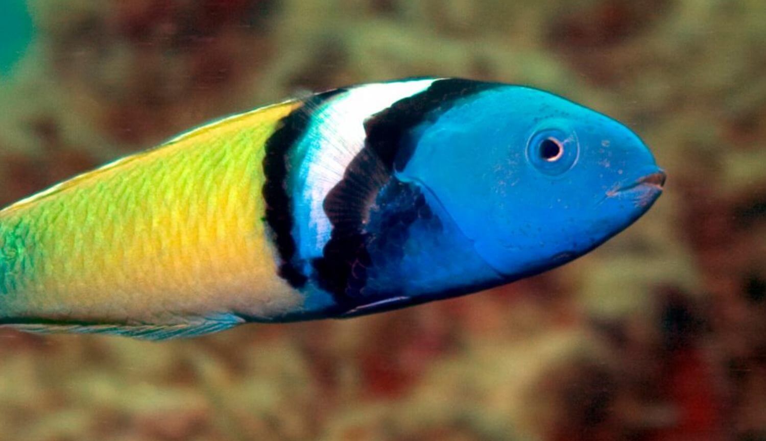 Самки 500 видів риб вміють швидко перетворюватись на самців. Як і навіщо вони це роблять?