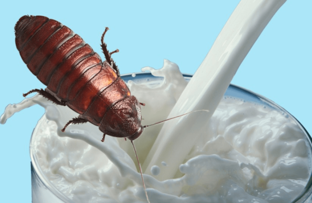 Cockroach milk — food for the future?