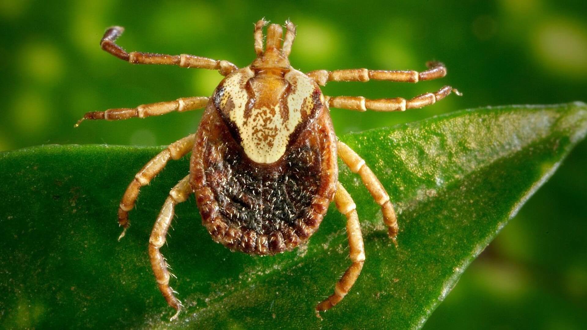 Forest ticks are dangerous for women more than for men