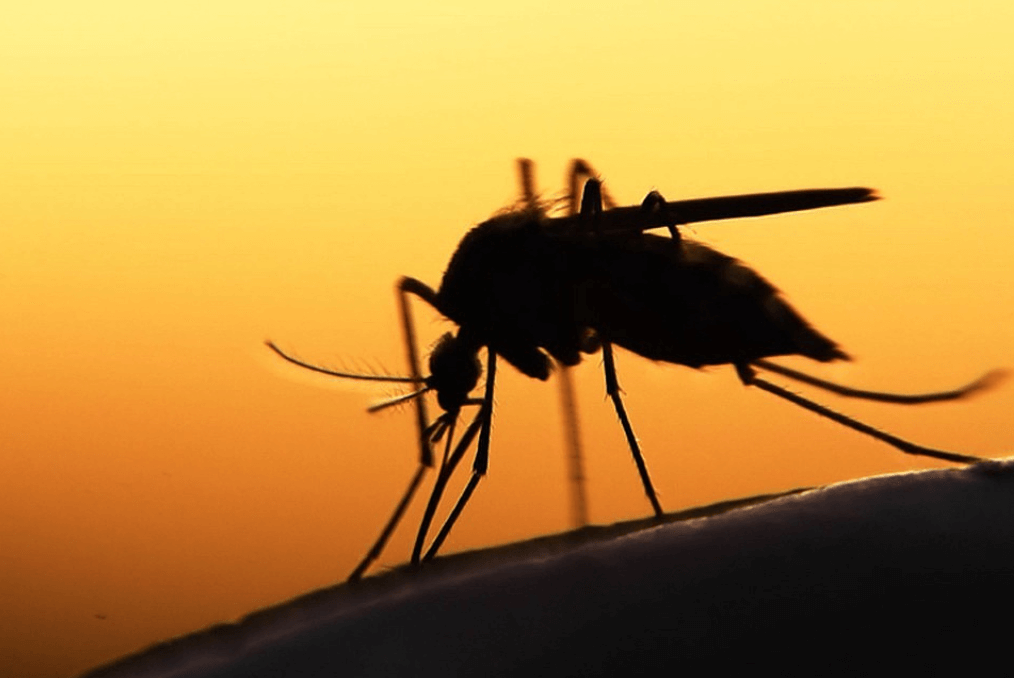 Wie die Mücken haben die Welt verändert?