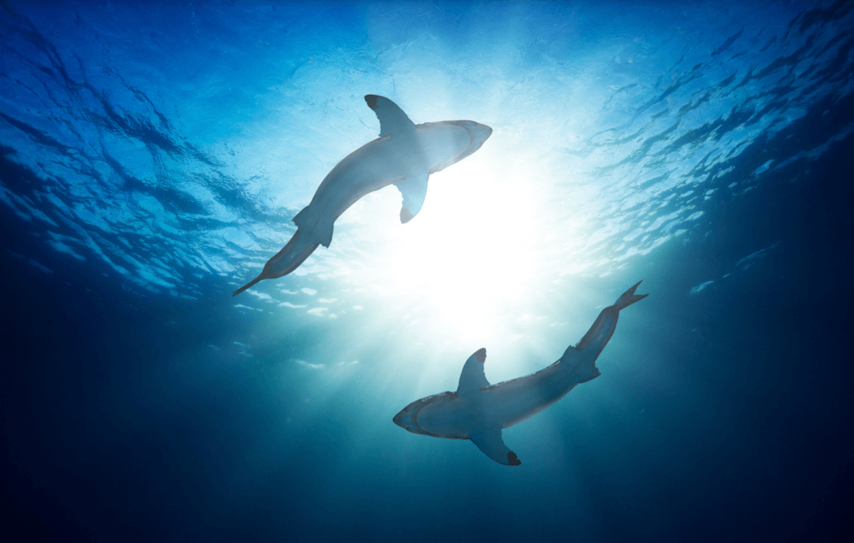 Why sharks glow in the dark
