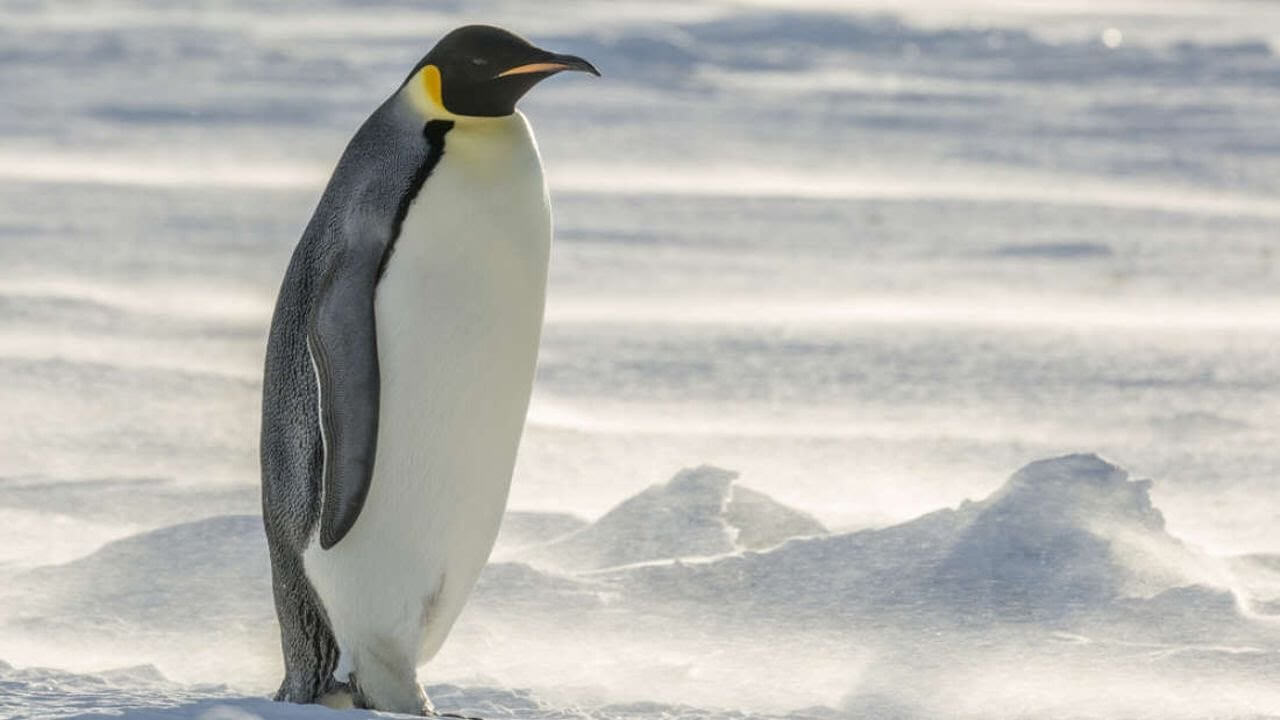 In Neuseeland fanden die überreste der Pinguin mit dem Wachstum des Menschen