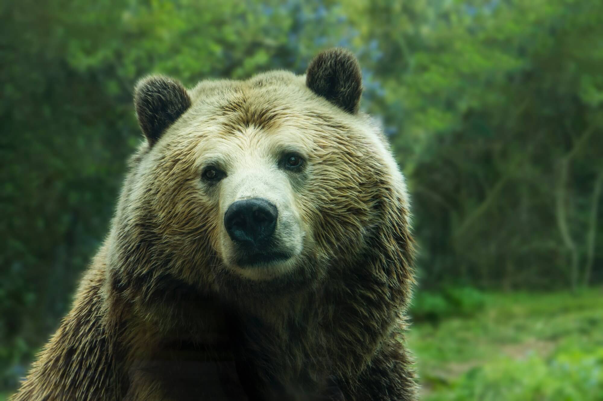 Les ours ont de plus en plus d'attaquer les gens. À quoi cela est dû?