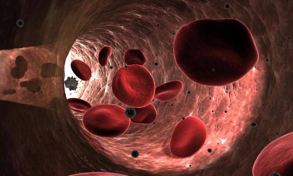 Discovered a new property of red blood cells. They can promote tissue regeneration