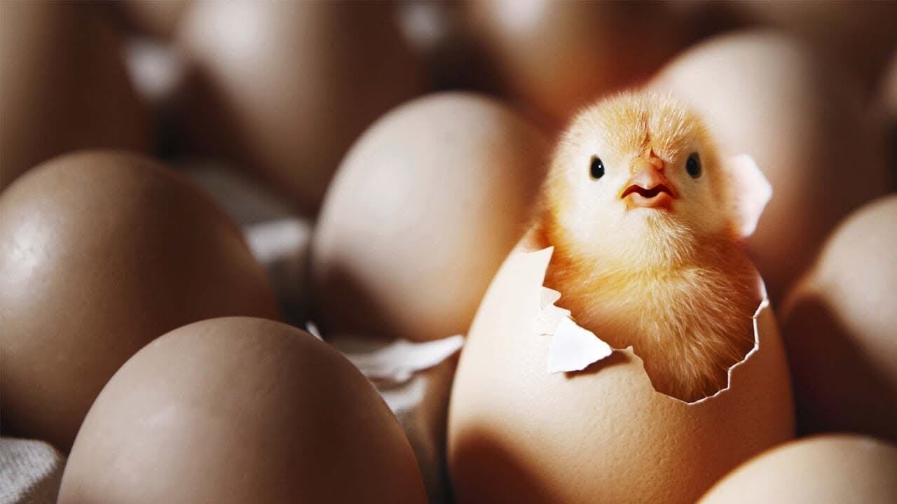 Qu'est apparu plus tôt: l'œuf ou la poule?