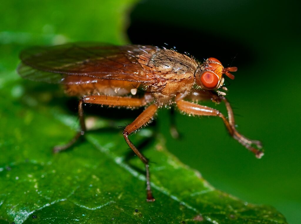 Para que la mosca se frotan las patas?