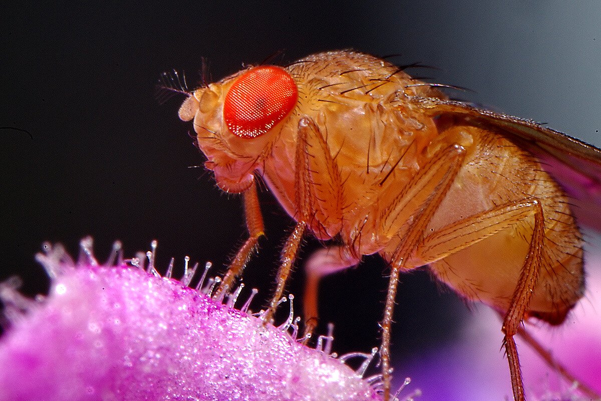 Where do fruit flies in the house?