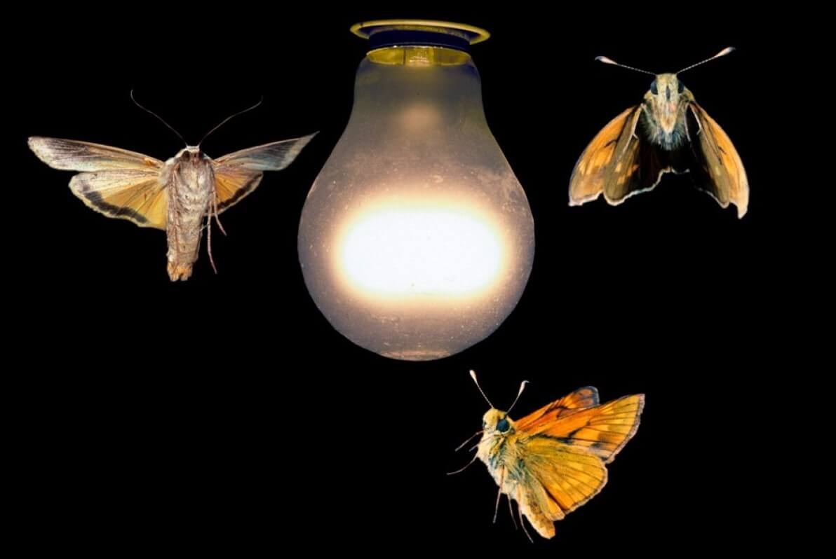 Why do moths fly to the light?