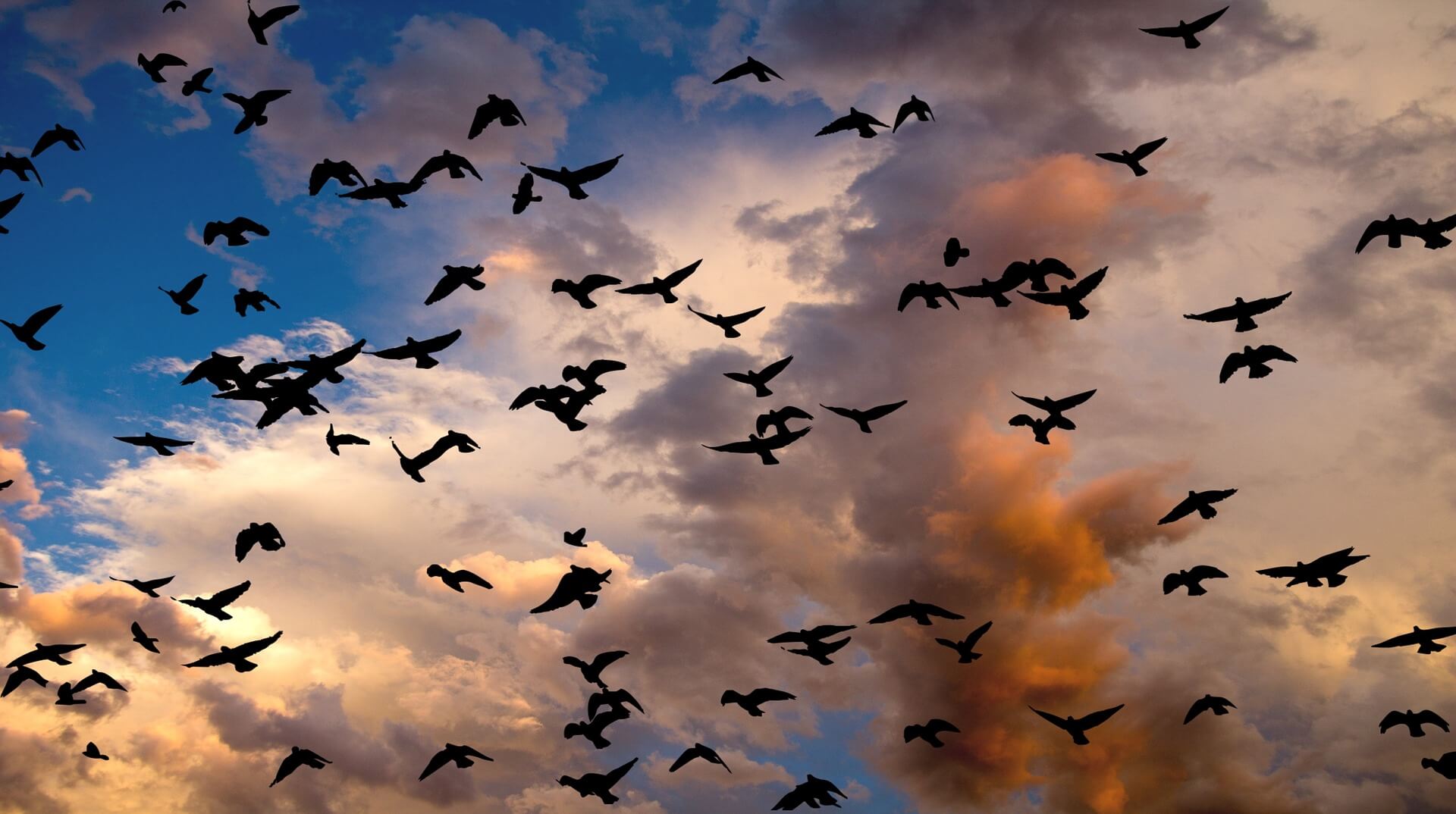 Pourquoi en Amérique du Nord et au Canada disparaissent les oiseaux?