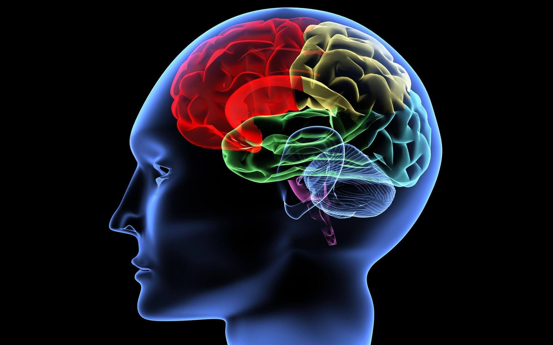 Hvad sker der i hjernen, når tanken er født?