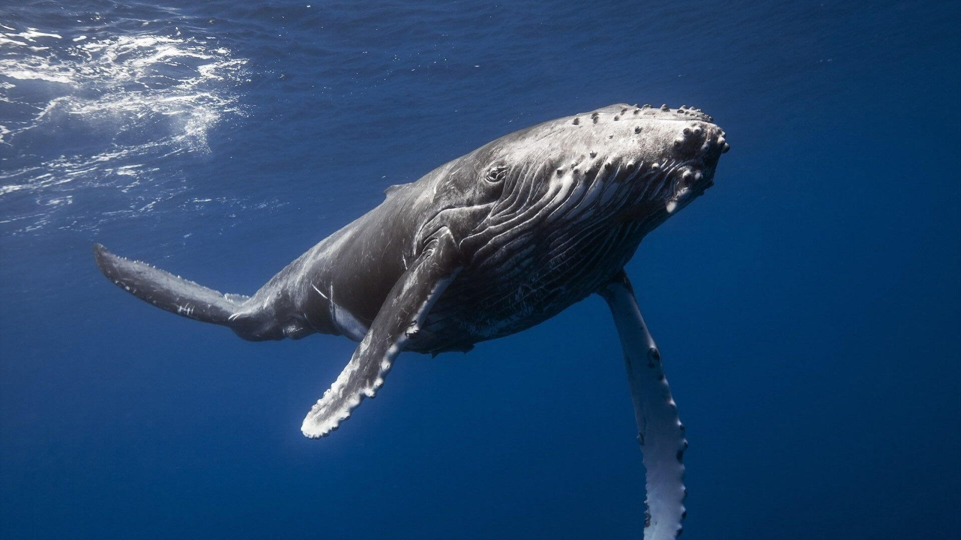 #视频|多-鲸鱼捕食的鱼类通过使用陷阱？