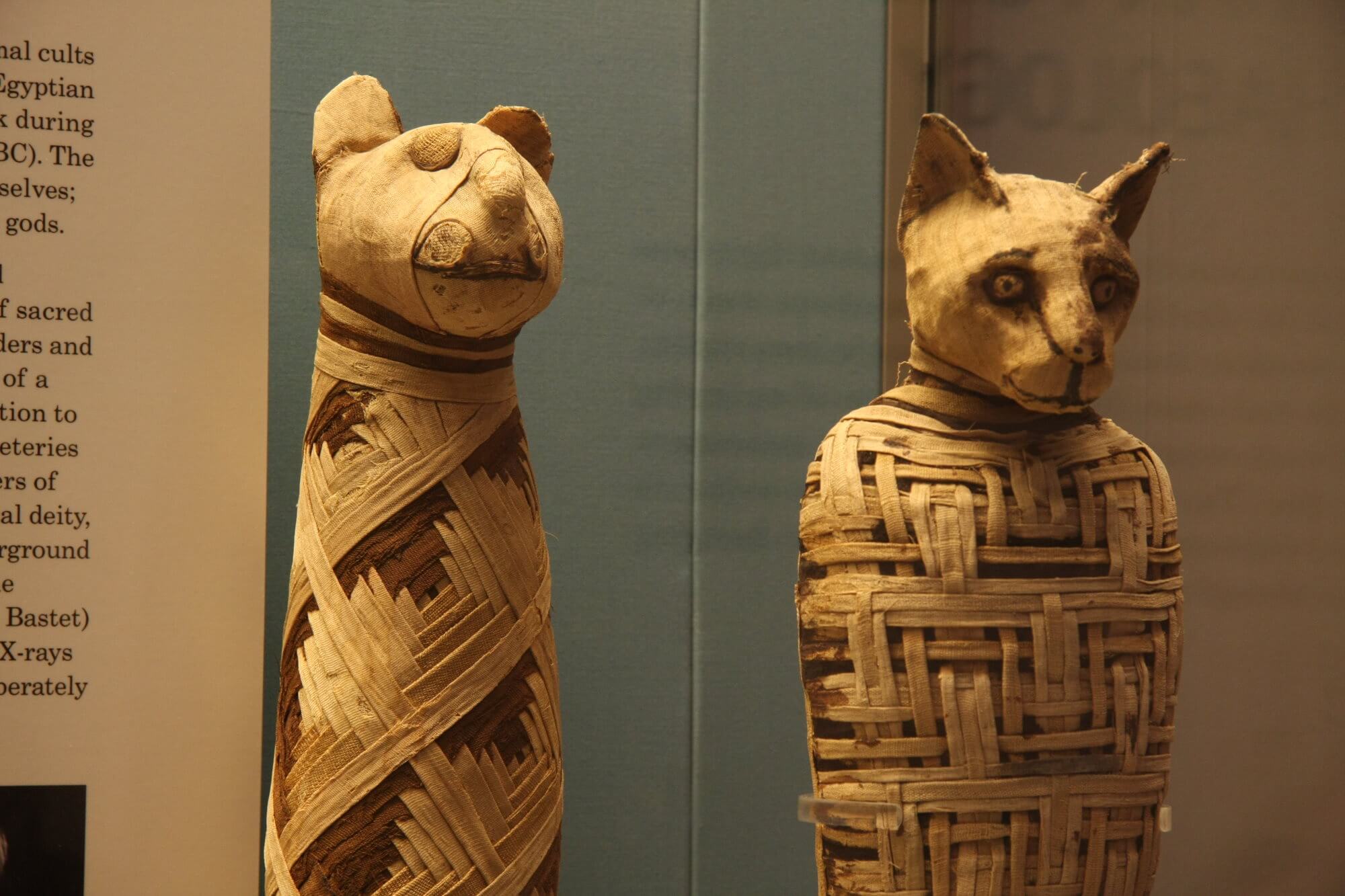 What is inside the mummies of ancient Egyptian cats?