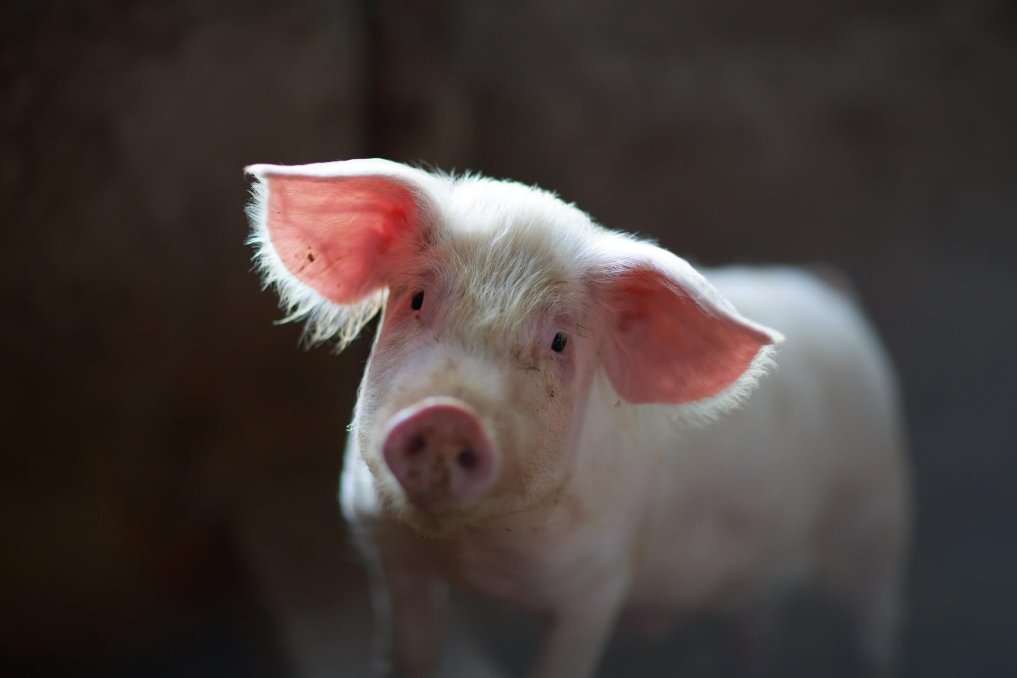 الخنزير للمرة الأولى ساعد على شفاء الحروق الشديدة من الرجل