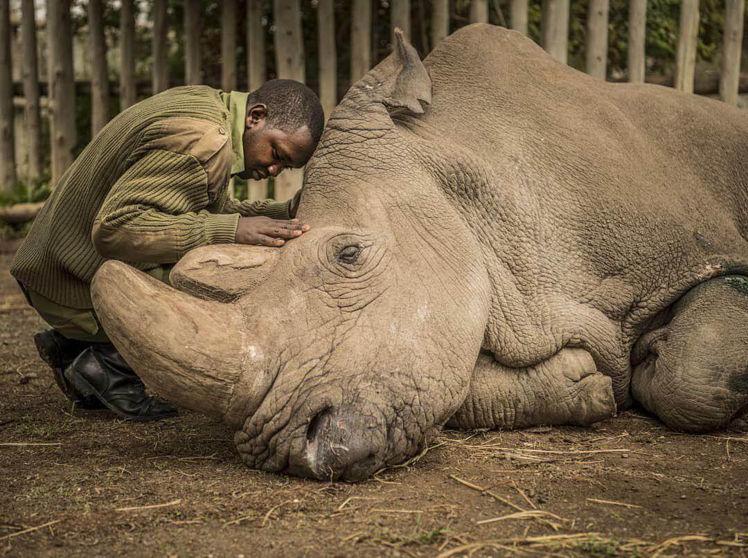 ¿Puede el clon de blanco rinoceronte de salvar una especie en peligro de extinción?