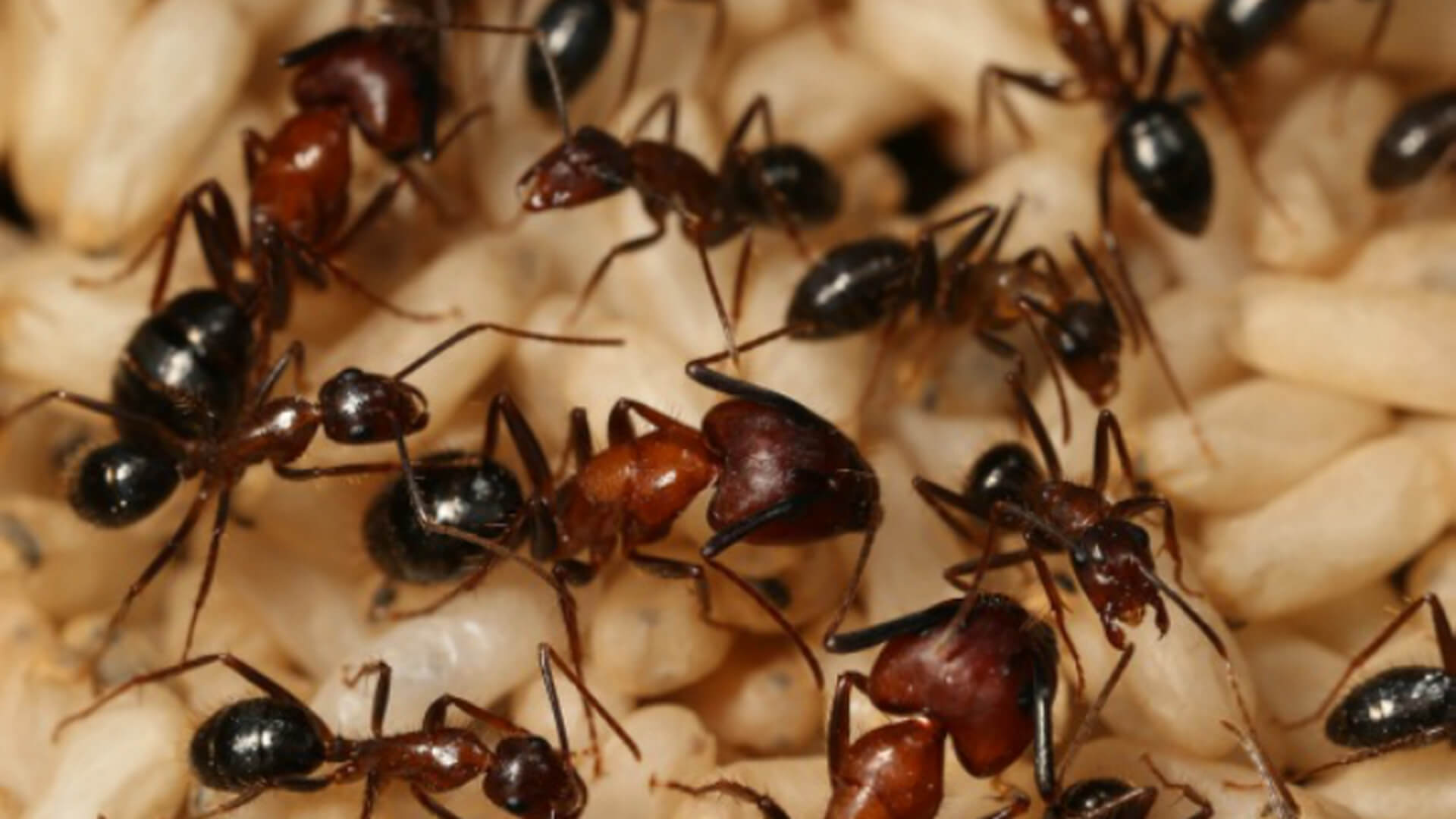 Den koloni av myror ha minnen, som själva inte har myror
