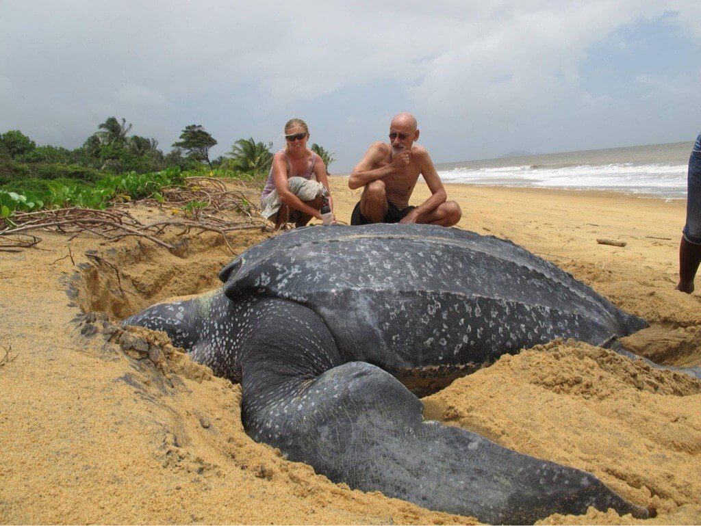 #video | Gibi görünüyor, en büyük kaplumbağa dünyada?