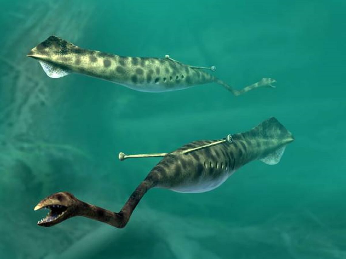 Who is Tully monster and who owns the mysterious fossils?