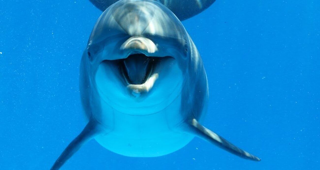 الدلافين, مثل البشر, تنقسم إلى يستخدمون اليد اليمنى و اليسرى