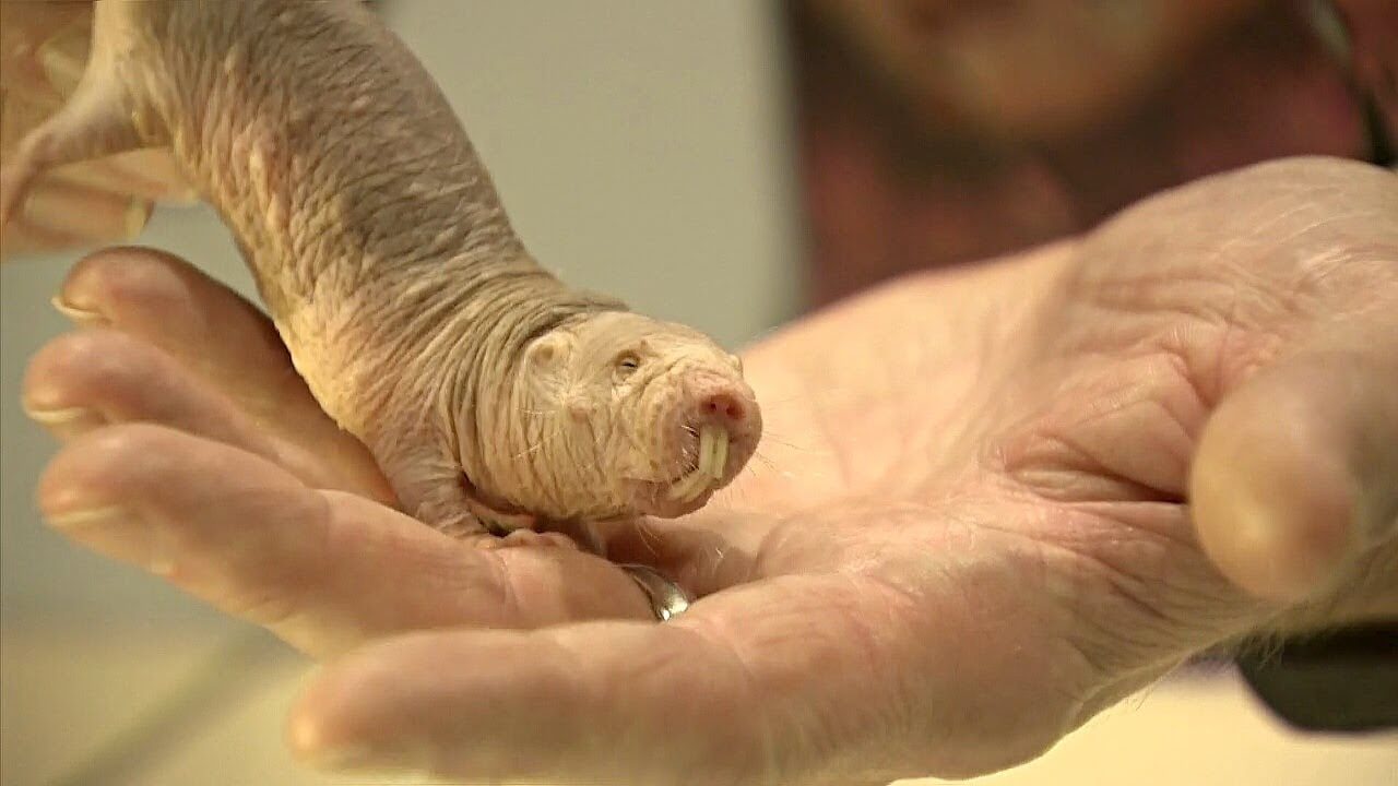 क्यों नग्न तिल चूहों — सबसे लंबे समय तक रहने वाले कृन्तकों दुनिया में?