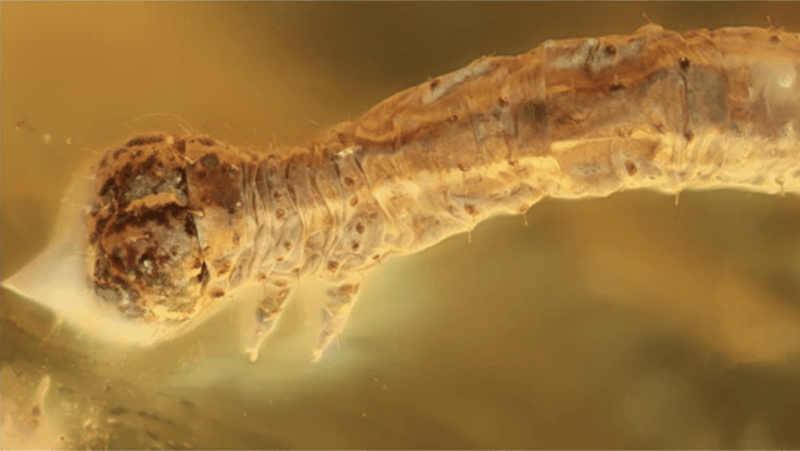 Upptäckte gamla caterpillar, vilket är mer än 44 miljoner år
