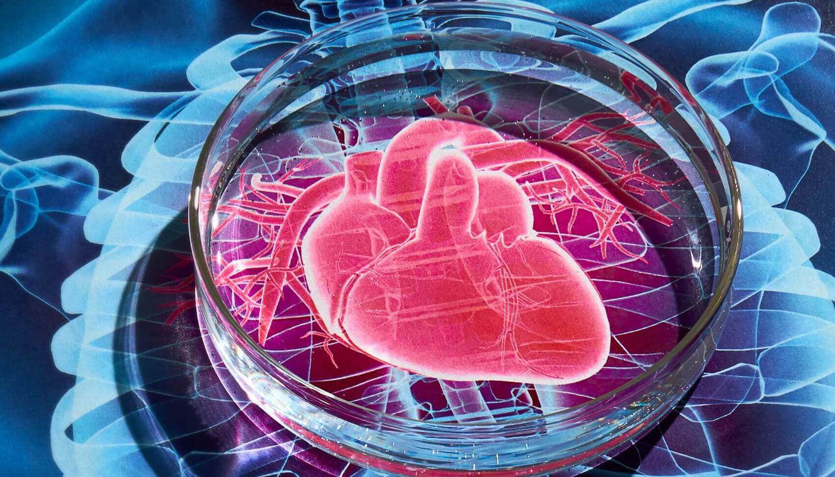 Las células madre reparan el corazón no es como pensamos