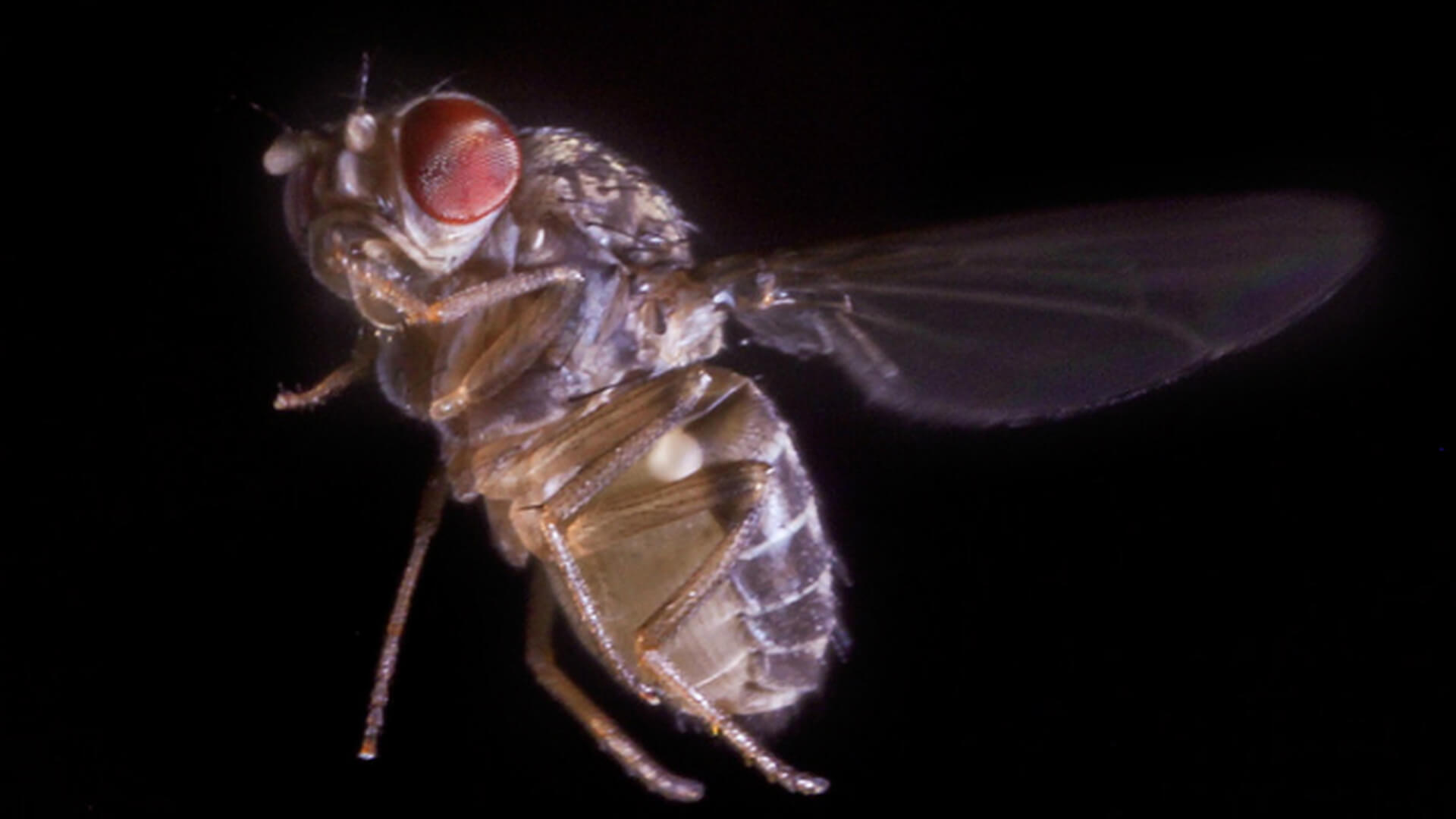 Forskare har upptäckt hur flugor är orienterad i rymden