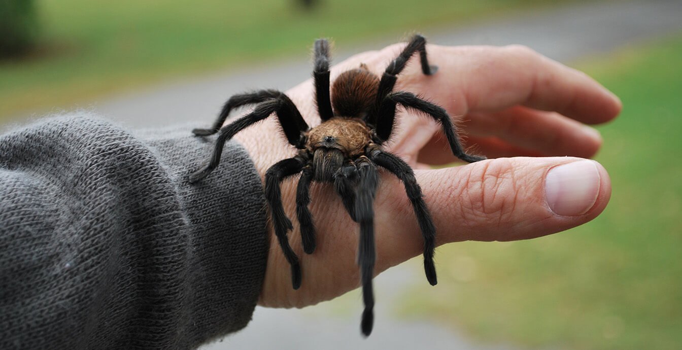 Where did the arachnophobia — fear of spiders?