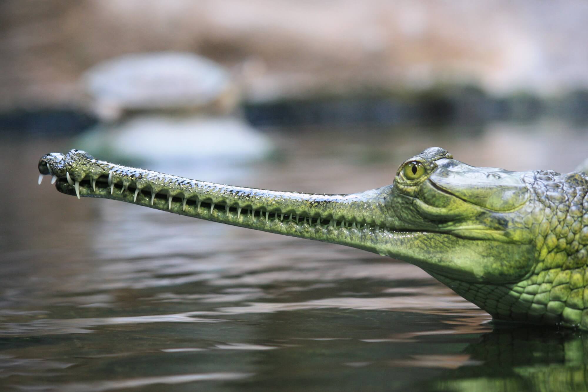 The rarest crocodile species has started to proliferate