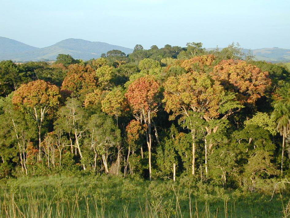 アフリカが失墜し、売上高の減少その熱帯林