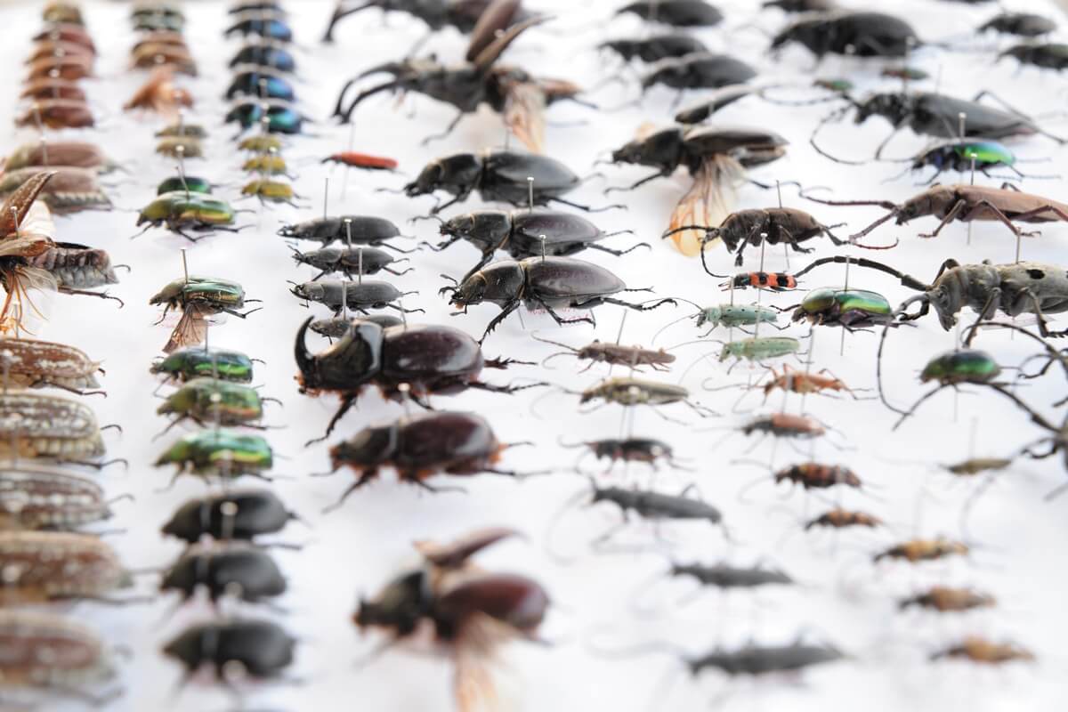 Insects and spiders rapidly disappear from the face of the Earth. Than it threatens?